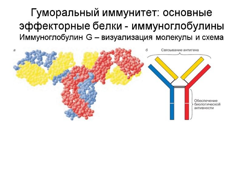 Гуморальный иммунитет: основные эффекторные белки - иммуноглобулины Иммуноглобулин G – визуализация молекулы и схема